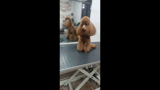Комплексный уход для миниатюрного пуделя. смотреть онлайн