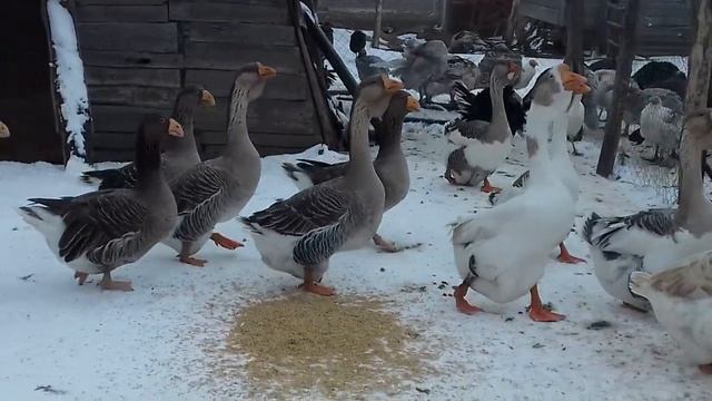 Гуси холмогоры и тульские смотреть онлайн