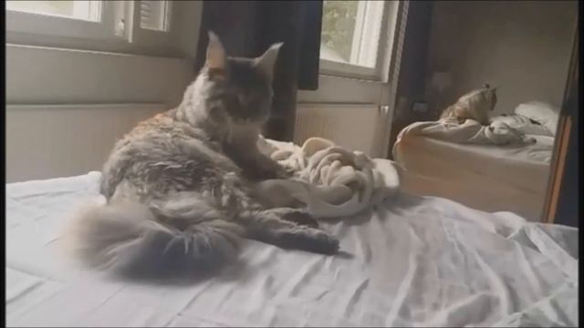 Maine Coon kitten, 9 months смотреть онлайн