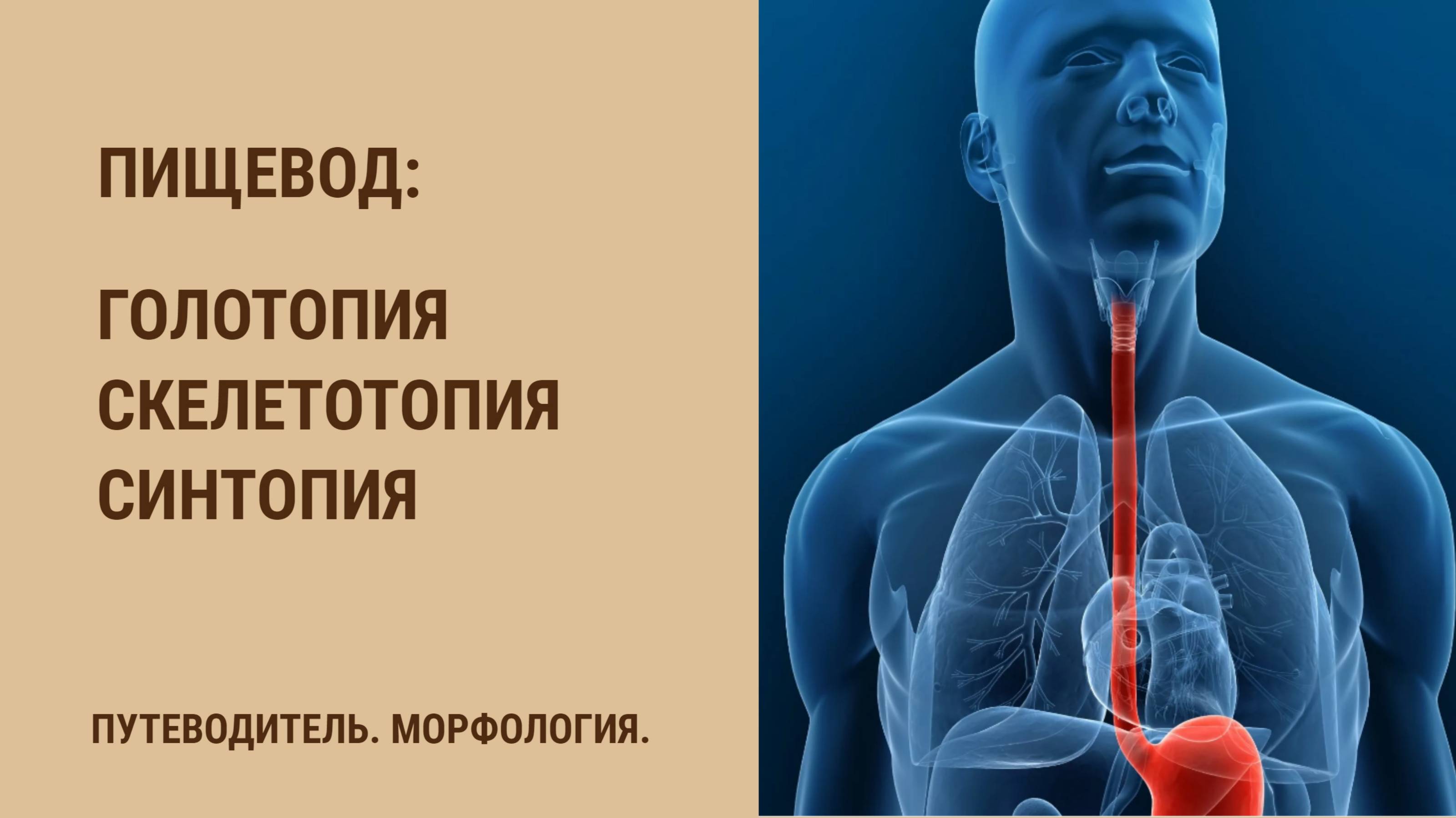 Пищевод. Голотопия. Скелетотопия. Синтопия смотреть онлайн