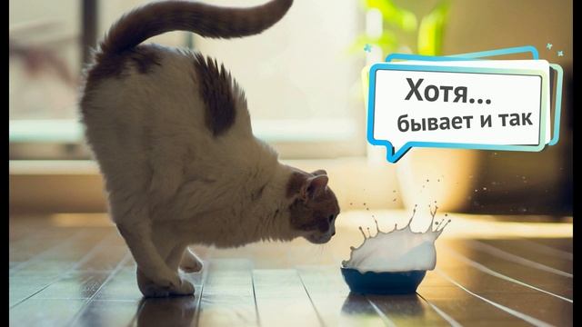 Топ 10 доказательств почему кошки лучше, чем собаки - Кто лучше Собака или Кошка? смотреть онлайн