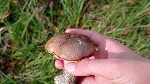 Последние грибы 2022. Сентябрь. смотреть онлайн