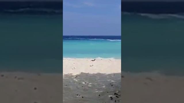 От подруги с Мальдивского острова Любительские кадры смотреть онлайн