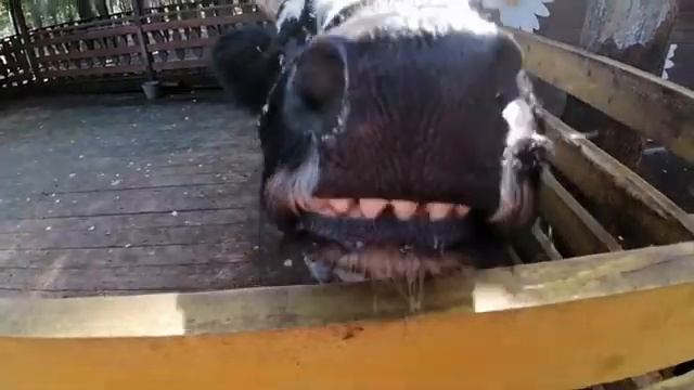 Корова - Бык смотреть онлайн