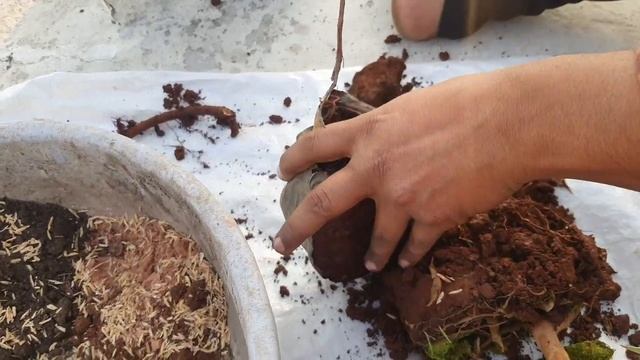 How To Make Ficus Bonsai  | Ficus Starlight | Variegated Ficus Bonsai | Care | Garden Centre