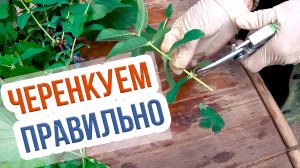 Зеленое черенкование садовых культур. Заготовка черенков смородины, жимолости, винограда