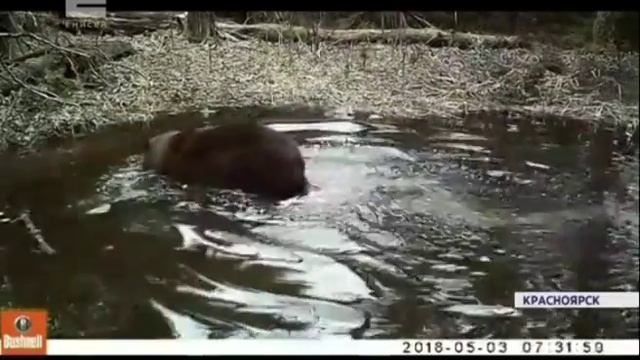 У животных в заповеднике «Столбы» появилось свое место отдыха смотреть онлайн