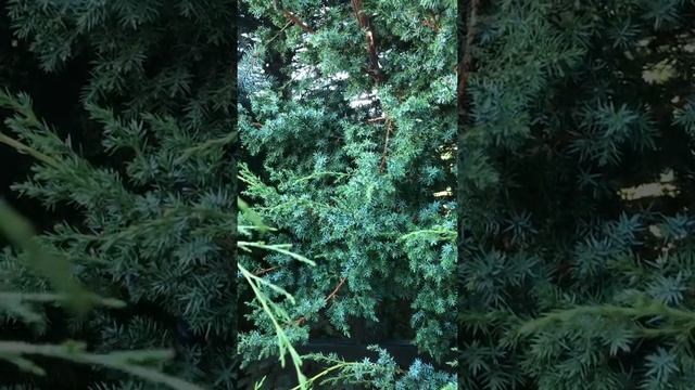 Молитвы перед началом всякого дела смотреть онлайн