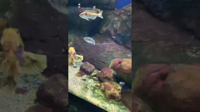 Моё первое видео:) Океанариум в Москве смотреть онлайн