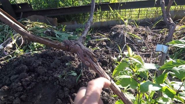 Пора делать прививку винограда зелёным в зелёное... смотреть онлайн