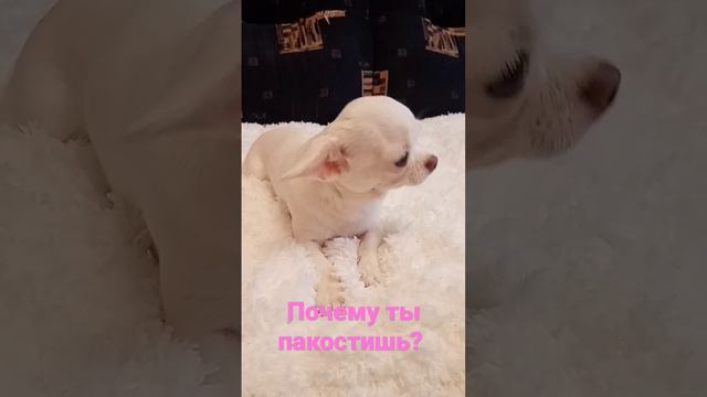 Мне можно!❤️ Моя Лили!❤️ Чихуахуа!❤️ смотреть онлайн