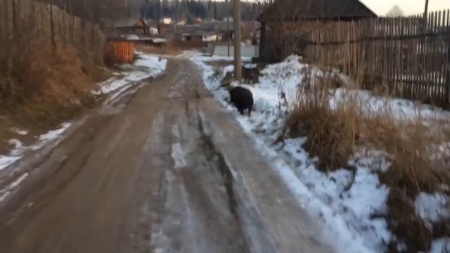 Кто бегает по улицам деревни смотреть онлайн