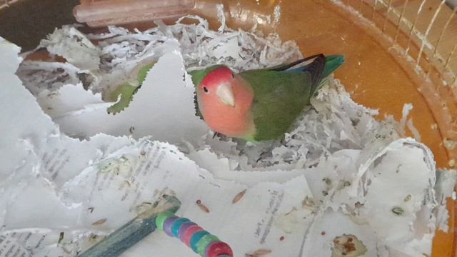 Почему попугай грызёт бумагу? Две причины в объяснение смотреть онлайн