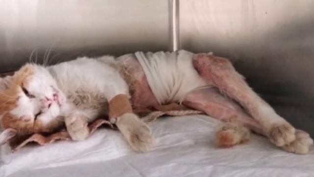 Бездомный кот стал жертвой собак, чьи зубы оставили на теле животного глубокие раны. смотреть онлайн