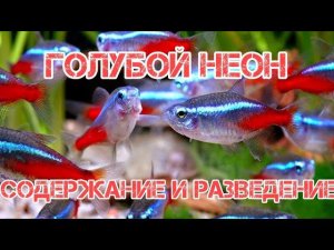 ГОЛУБОЙ НЕОН. СОДЕРЖАНИЕ И РАЗВЕДЕНИЕ