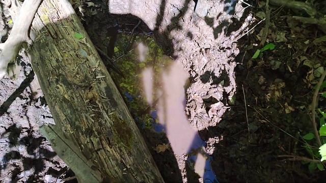 Как открыть родник в лесу?! смотреть онлайн