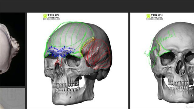 10. Understanding Cranium Structures смотреть онлайн