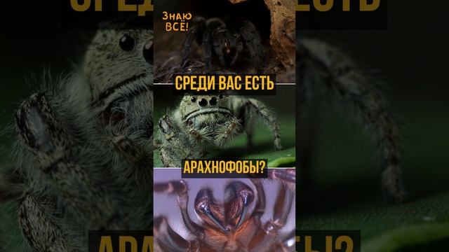 Много ли вы знаете о пауках?!? Среди Вас есть арахнофобы?? смотреть онлайн