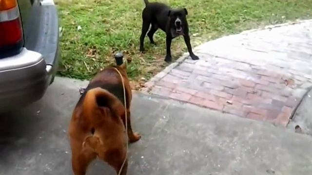 № 2179 США Давай Поженимся - невеста Никки Орландо 2012 смотреть онлайн