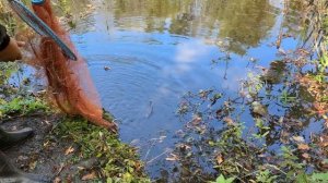 ДВОЙНАЯ РЫБАЛКА на старом пруду - Кастинговая сеть и поисковый магнит