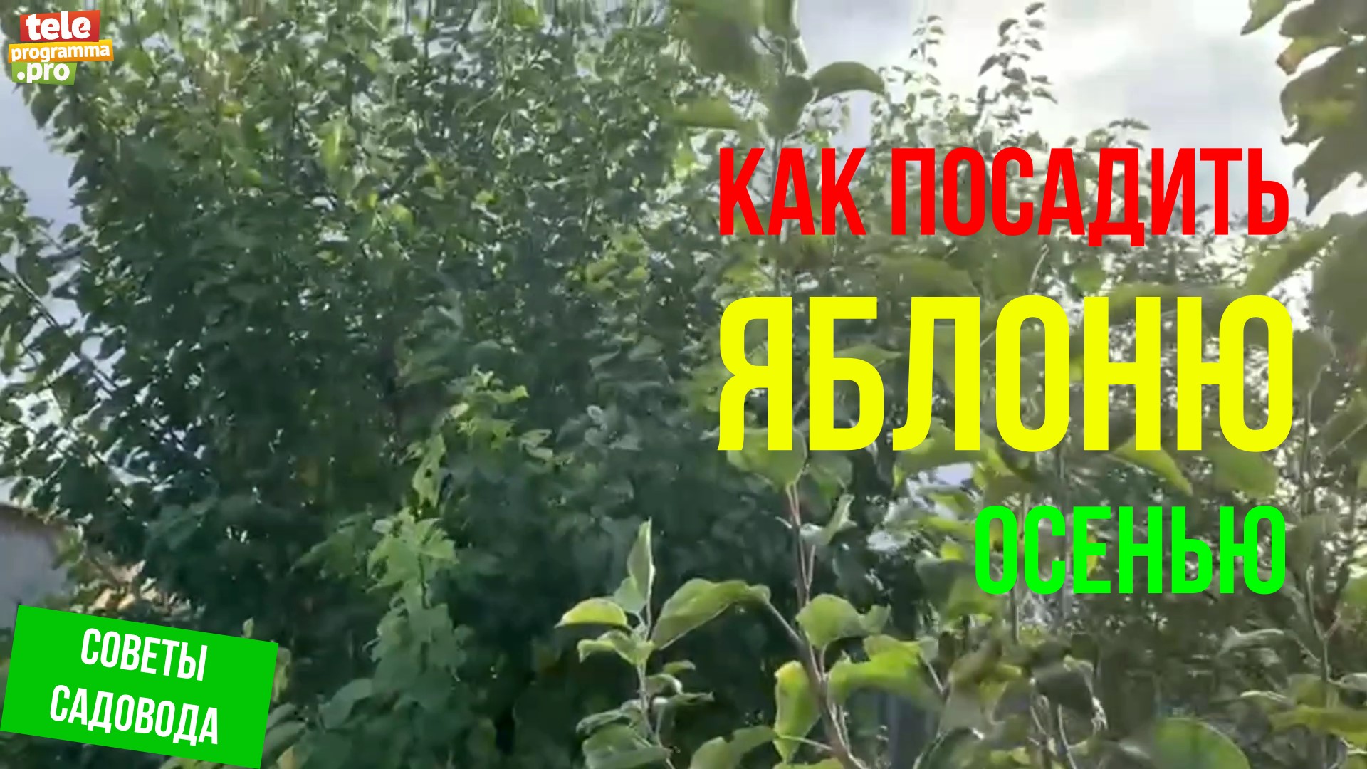 Как посадить яблоню осенью смотреть онлайн