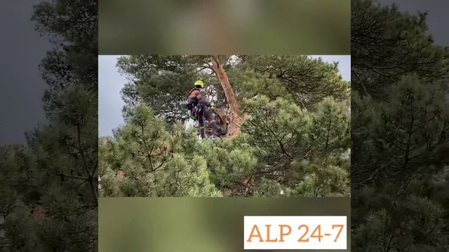 Спил сухих веток и обработка от вредителей. смотреть онлайн