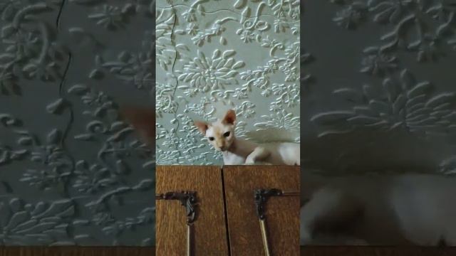 не твой уровень дорогой #shortsvideo #смешныевидео #приколы #1000 #животные #топ #кот #котики #милы смотреть онлайн