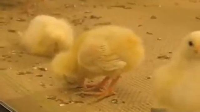 Желтый сон (yellow dream) смотреть онлайн