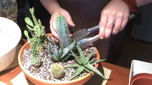 Planting a Cactus & Aloe Garden | HOUSEPLANT DIY смотреть онлайн