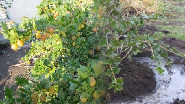 Как пересадить крыжовник на другое место без вреда для него