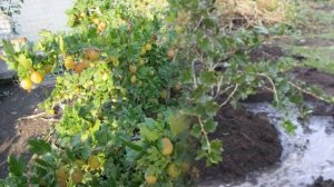 Как пересадить крыжовник на другое место без вреда для него