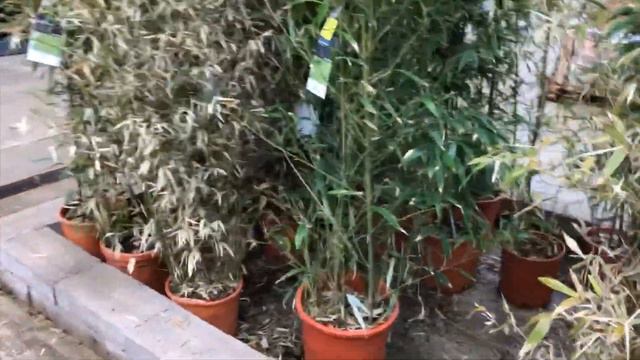 Where to Buy Palm Trees in the UK - B&Q смотреть онлайн