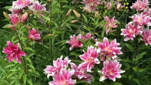 Махровые восточные лилии Roselily ‘Natalia’ в саду