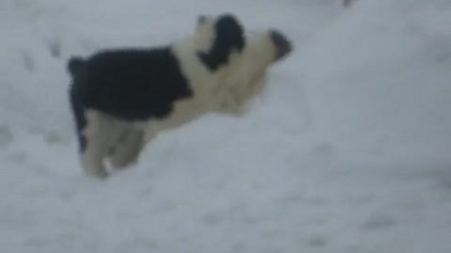 щенкисимы1