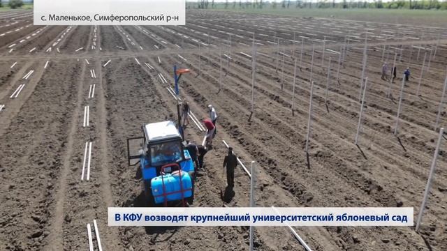 Закладка суперинтенсивного яблоневого сада КФУ (Крым) 23.05.2020 смотреть онлайн
