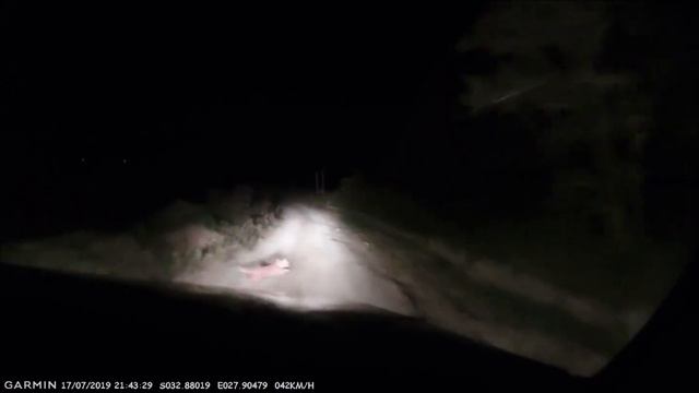 Caracal spotted on Dashcam смотреть онлайн