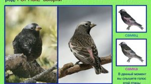 Вьюрок. Юрок. Голоса птиц
