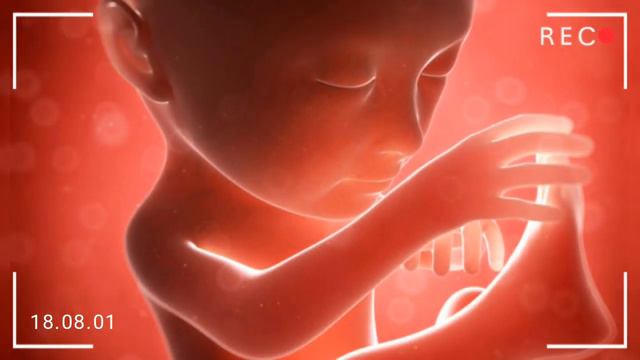 24 haftalik homila. Homiladorlikning 24-haftasi. Homiladorlikning yigirma to'rtinchi haftasi. смотреть онлайн