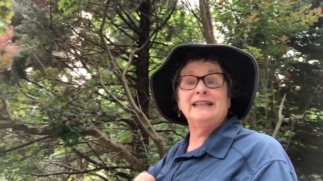 It’s a SMOKE TREE! or is it a Smoke Bush? ? смотреть онлайн