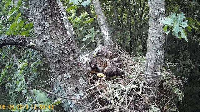 Гнездо ястреба тетеревятника (съёмка №3)/The Goshawk`s Nest (footage №3).