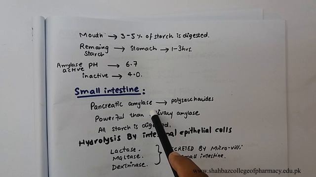 PHYSIOLOGY OF GIT смотреть онлайн