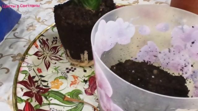 Кливия. Пересадка, методом "Перевалка". смотреть онлайн