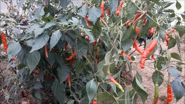 На заметку огородникам сорт острого перца Тёщин язык смотреть онлайн