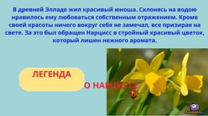 Легенды о цветах