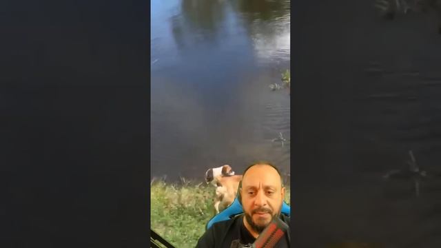 Jacaré devorou o cachorro Fred #animais #biólogohenrique #serpentes смотреть онлайн