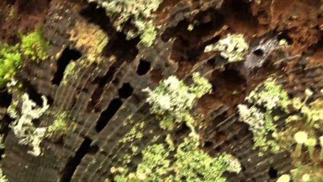 Log Epiphytes. Эпифиты на бревне (260sp) смотреть онлайн