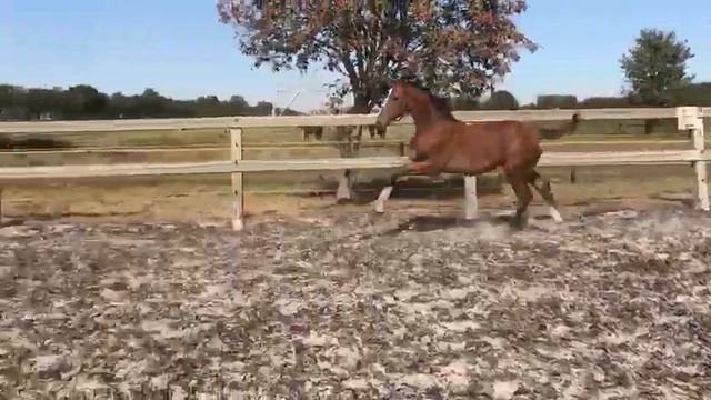 Hengstveulen Poker de Mariposa x Cornet Obolensky x Ramiro x Voltaire смотреть онлайн