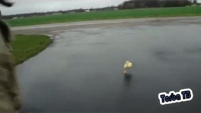 УТКА БЕЖИТ - ПРИКОЛ смотреть онлайн