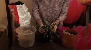 Зефирантес / Выскочка / Пересадка / Попытка #2 / Комнатные растения