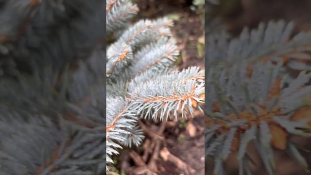 ЕЛЬ КОЛЮЧАЯ “GLAUCA GLOBOSA”ОСЕНЬЮ смотреть онлайн